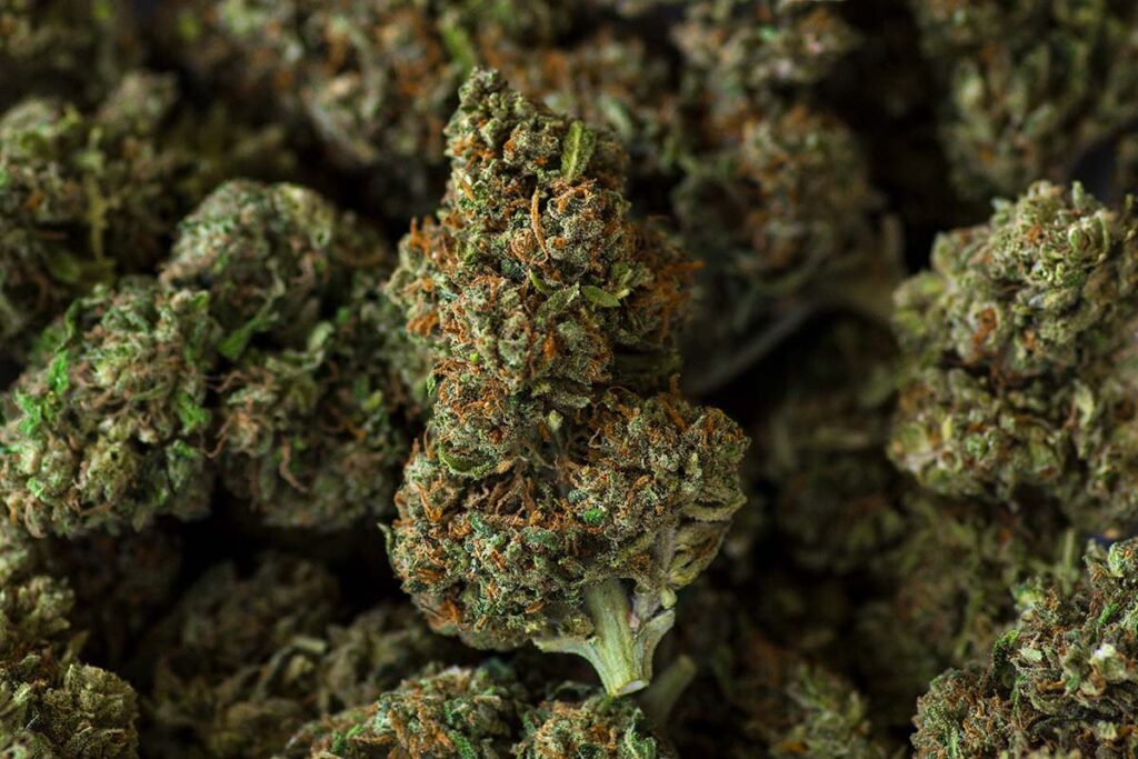 Las mejores flores CBD, top 3 cogollos CBD by cebede