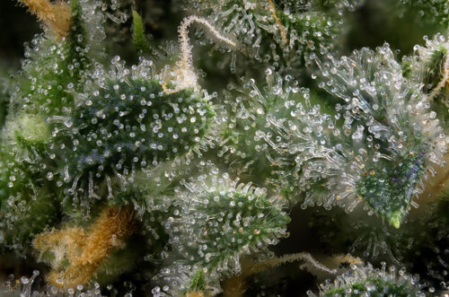 que son los terpenos, mejores terpenos en flores cbd