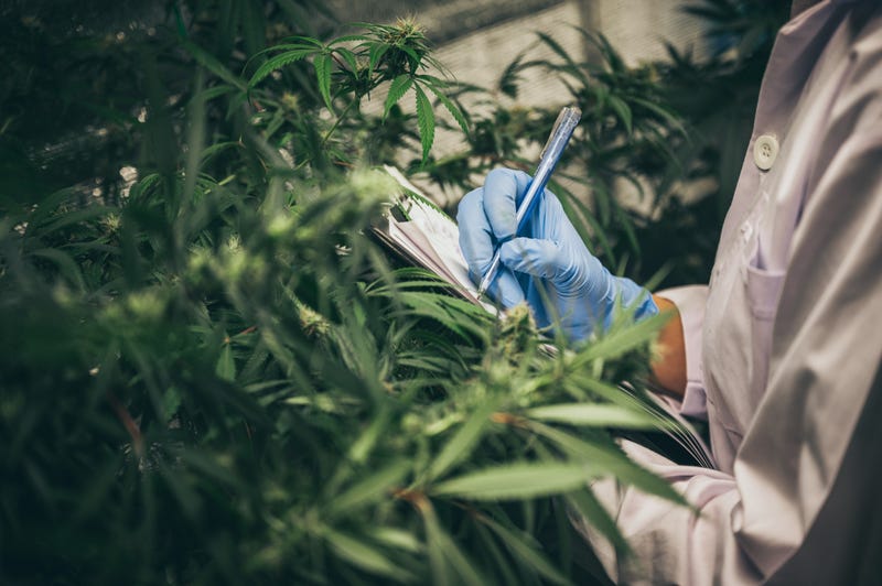 CBD bloquea coronavirus