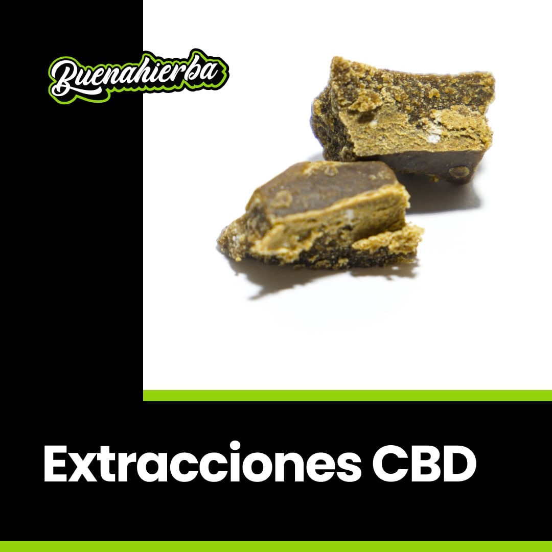 Que son las extracciones CBD, extracciones CBD, comprar extracciones CBD, hash cbd, comprar hachis cbd.