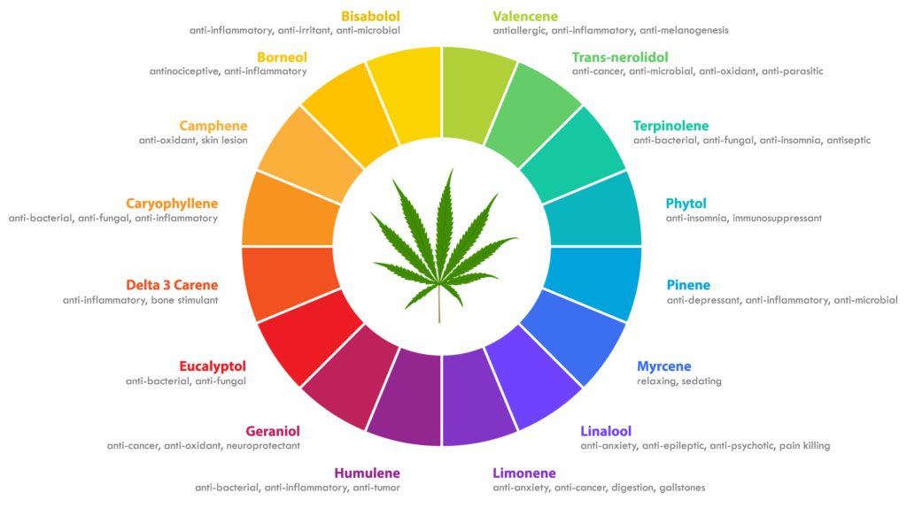 terpenos cannabis