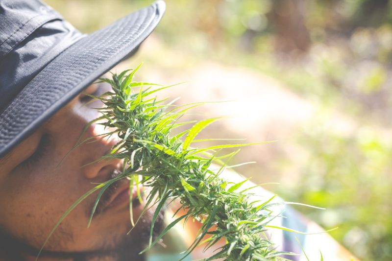 terpenos cannabis marihuana efecto sequito