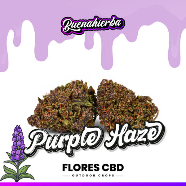 purple haze flores cbd exterior