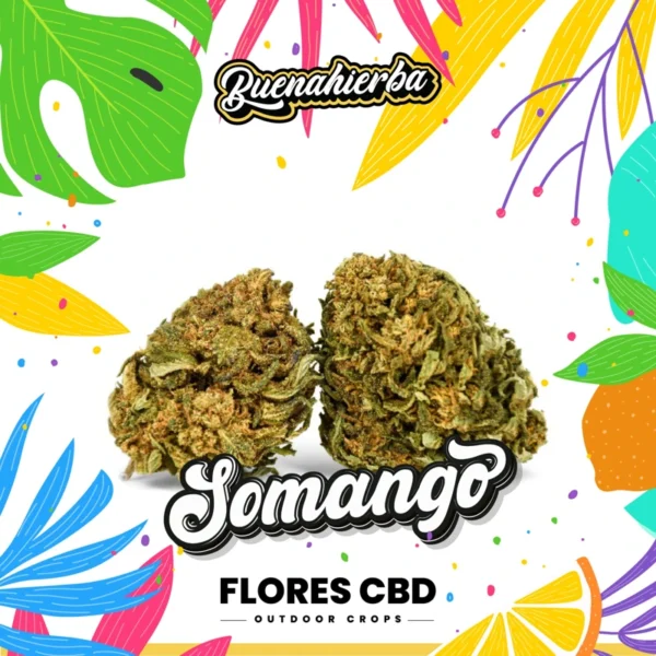 Flor CBD Somango de cultivo exterior con aroma dulce y afrutado - Buenahierba